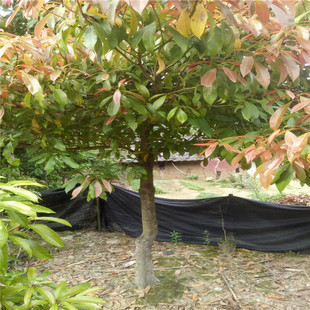 һ�����l�������� ���໨�܈@ˇ �@�� �ߗU ���̾G������ ��z�