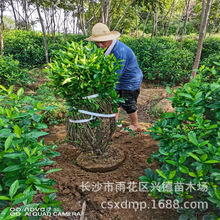 批发大叶栀子 栀子花球 灌木工程苗木 花香怡人 价格公道