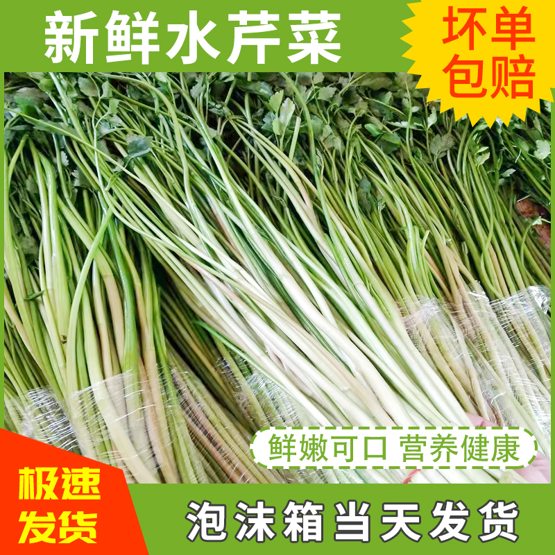 江苏水芹菜新鲜芹菜河芹发包无节非去叶野生叶芹时令净菜蔬菜