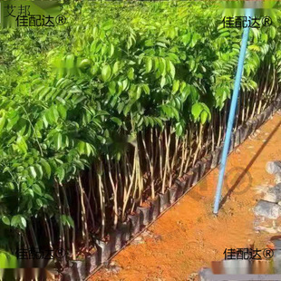 10�w�b��z�ľ����骳����M�ڳ��������̴���S̴С�~�E骳�Ҏ