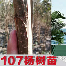 107杨树苗_基地批发 河南基地培育无絮品种速生107杨树苗