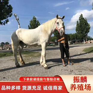 �T���RӖ�����g������Ҏ�����R�㘷�����^�T���R�Bֳǰ��