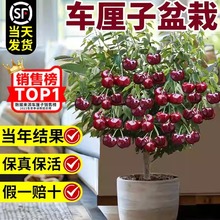 车厘子树苗盆栽室内客厅矮化樱桃果树苗黑珍珠南北方种植庭院绿植
