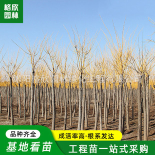 ��֦�� �S�𻱘������l�@�־��^ֲ���ļ��G������Ҏ���Rȫ�S��