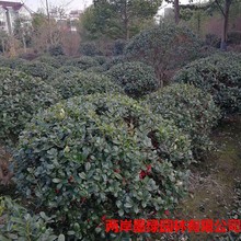�������l �o�̘����� 80����-2�׹ڷ��� С�^ͥԺ�G������Ʒ�N