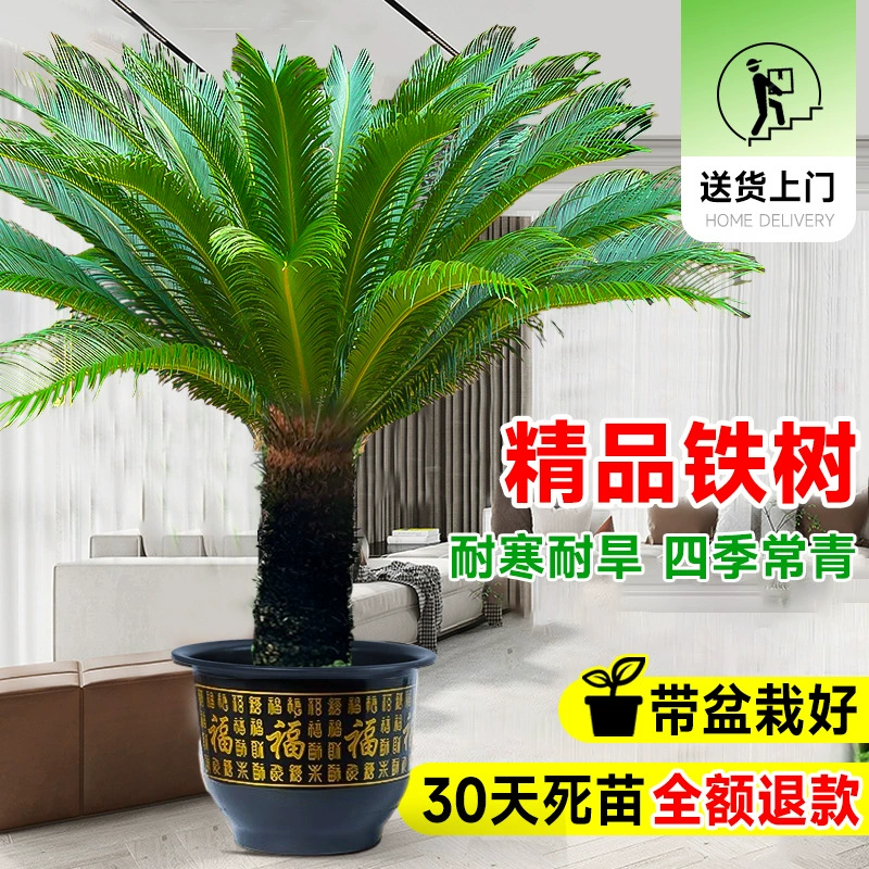 Пара бонсай из железного дерева для процветания, зеленое растение у входа в большой дом, бонсай из старого пня, подарок на открытие, легкое в уходе растение на новоселье.