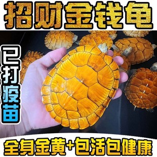�������X������������ؔ�S������ˮ���Բˌ������С���������^�p