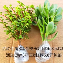 ��������׮�������������Խ�֦��Ҷ����֮����������ֲ��