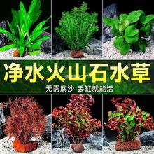 �~���쾰ȫ�׹��B�������~���ˮ��ֲ��ͻ�ɽʯ�[��ˮ��ֲ��