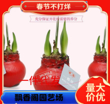 进口鬼魅荷兰朱顶红重瓣种球精灵特大盆栽花卉大种球四季开花植物