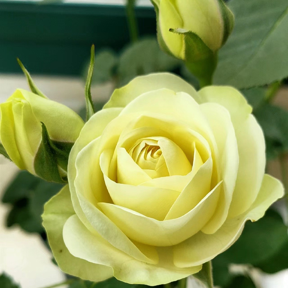 크림 론자 [멀티 헤드 라이트 향] 모종