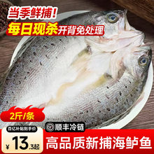 开背鲈鱼海鲈鱼整条新鲜冷冻大号深海鱼七星鲈鱼海鲜水产类家用