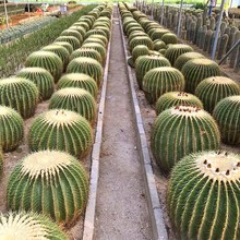 金虎仙人球植物大个盆栽强刺属仙人球超大金琥仙人球大号阳台