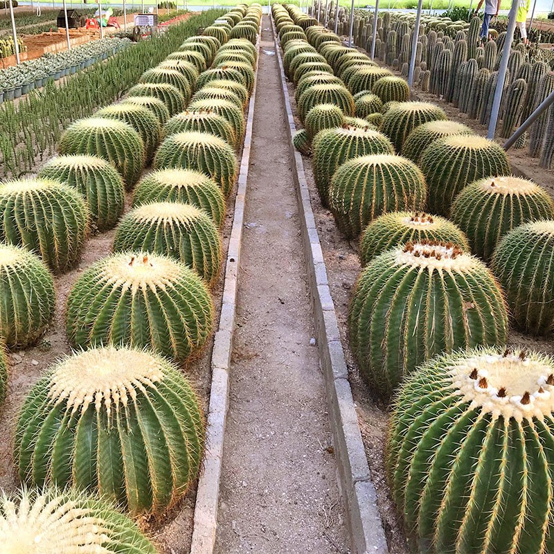 金虎仙人球植物大个盆栽强刺属仙人球超大金琥仙人球大号阳台