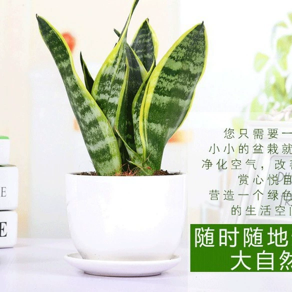 Тигровый хвост Орхидея растение в помещении Four Seasons вечнозеленое офисная гостиная чистый воздух цветок Горшечное растение зеленое растение Тигровая кожа Орхидея оптом