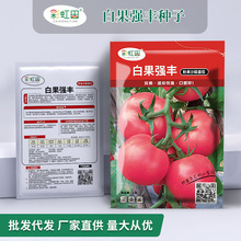 粉甜大粉番茄种子春秋西红柿种籽夏四季盆栽洋柿子孑支持一件代发