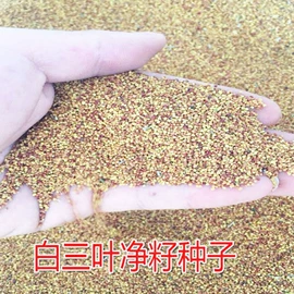 乔木;种子;园林果树