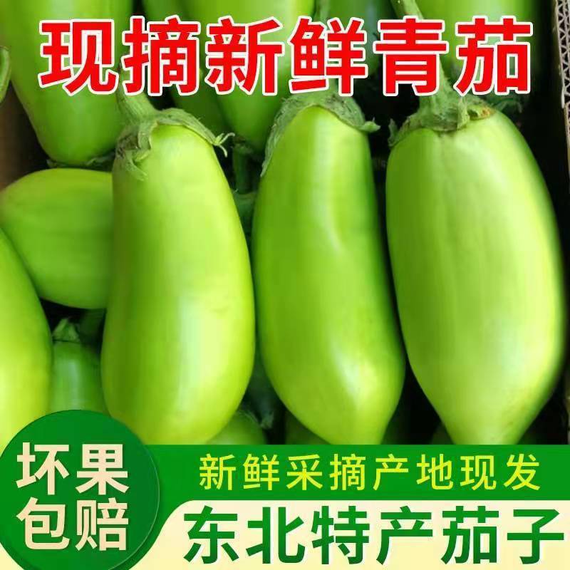 东北鞍山特产绿茄子青茄子甜茄子无籽茄子可生吃农家自种现摘现发