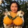 四川种植嫁接不知火果苗