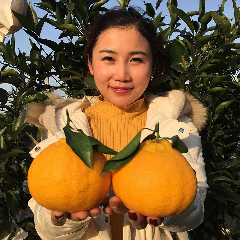 Саженцы уродливых сицзянских апельсинов,不知火蜜橘,ugly sugar tangerine seedlings,апельсиновые саженцы с прививкой для посадки