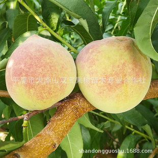 ��ͮ�Ҙ����x�˱����Ϸ��Nֲɽ�|������Ʒ�N�������S�a�x���Ҙ���