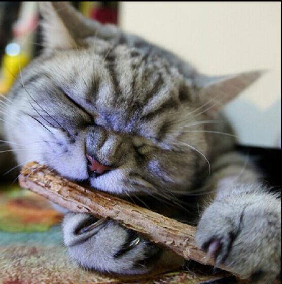 Одноценная кошачья зубы шлифование деревянная полигона кошачья закуска кошачья кошачья кошачья палочка награда награда для кошки игрушки