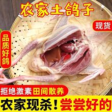 鸽子农家散养乳鸽食用土鸽冰鲜白条乳鸽孕妇小孩煲汤食用乳鸽白条