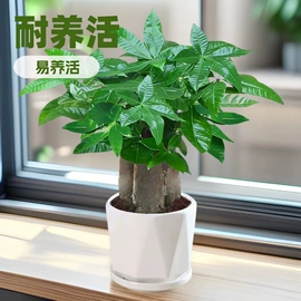 盆栽;乔木;灌木