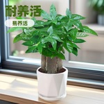 四季常青发财树盆栽室内客厅观赏绿植小盆景办公室水培盆栽花卉