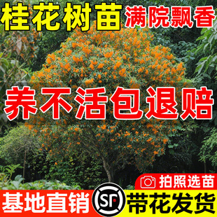 𻨘ԻܾGֲͥԺļϘļBֲ