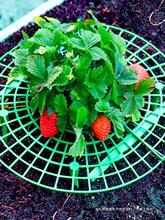 草莓支架托盘家庭阳台种植太阳花盆栽防腐烂果实支撑花架园艺用品