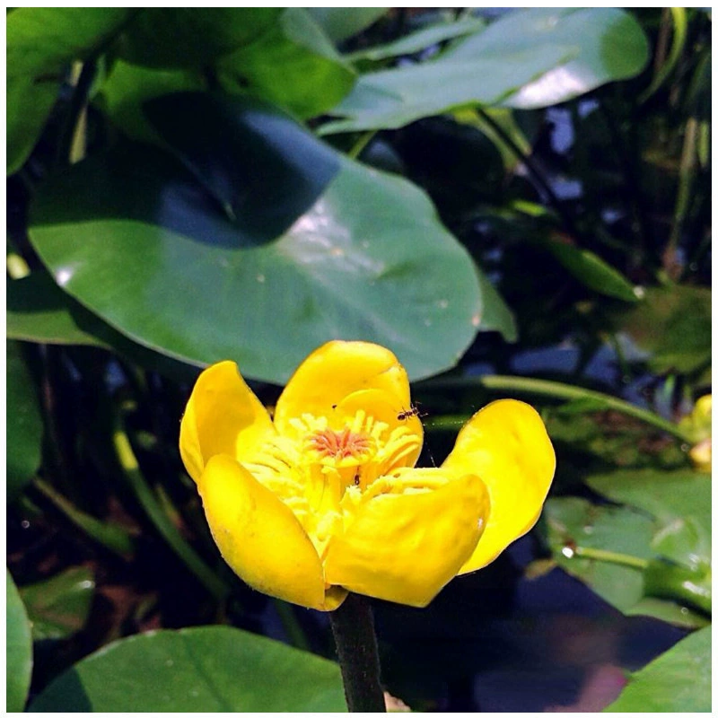 Pingfeng трава Золотой Лотос питомник база оптовых искусственных водно-болотных угодий парк водных растений