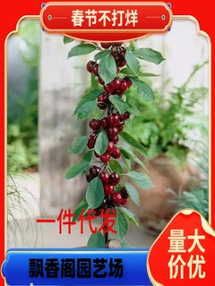 早熟火箭大樱桃树苗 吉6嫁接矮化火箭大樱桃苗 乔化火箭樱桃苗