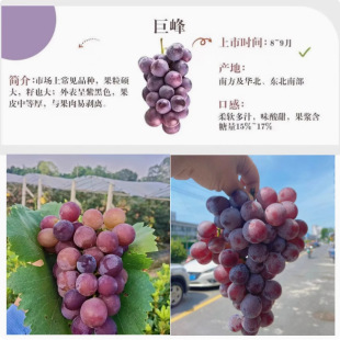 Wholesale Sunshine Rose Grape Saplings Potted Easy-To-Survive Potted Fruit Saplings Planted in the North and South Grape Fruit Saplings