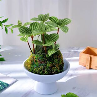 ݆�~����G���԰��}�����҃��k����ĳȩ�ļ������^ֲ�ﱱ�W�L���