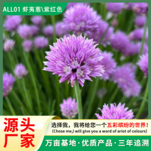 �r���[�N���ļ����N�_���^�pС���[�������[���ݿ�ʳ���̨����