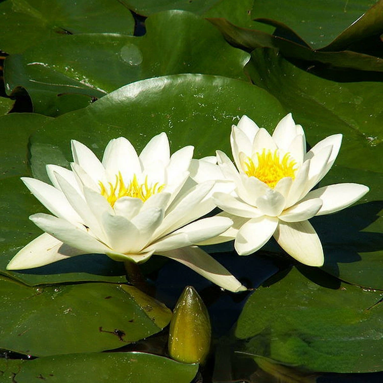 Белые Цветочные Водяные лилии Холодостойкая детская база Оптовая Построенная Вилла с водно-капельным парком Плавающие листья Водные растения