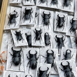 Collection of Chinese Large Flat-Knotted Scarab Beetle Specimens, Including the Scarab Beetle,the Scar