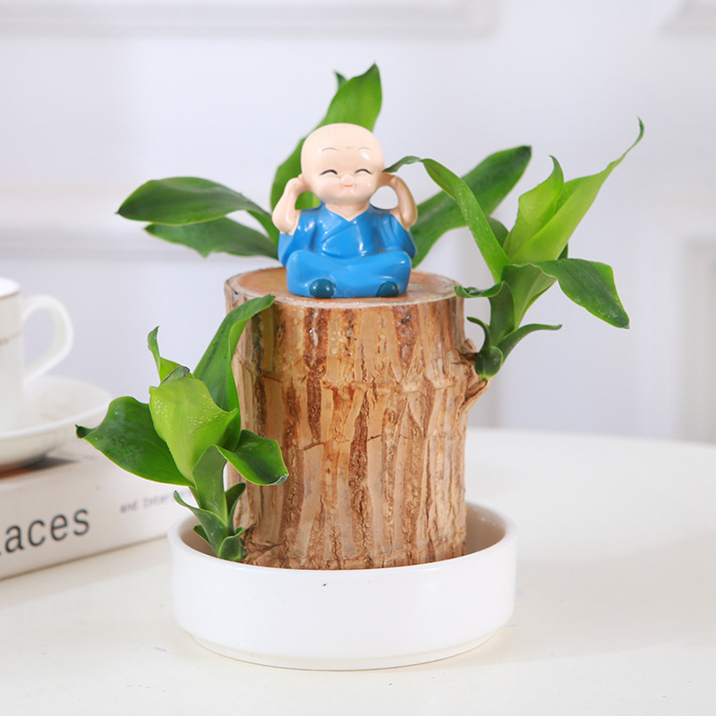 Brazilian Wood Lucky Wood Hydroponic with Buds Groot Indoor Desktop Lazy People Easy to Grow Potted Plants