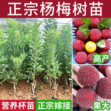 ÷޽Ӵ|̿÷ϱͥԺGԹ