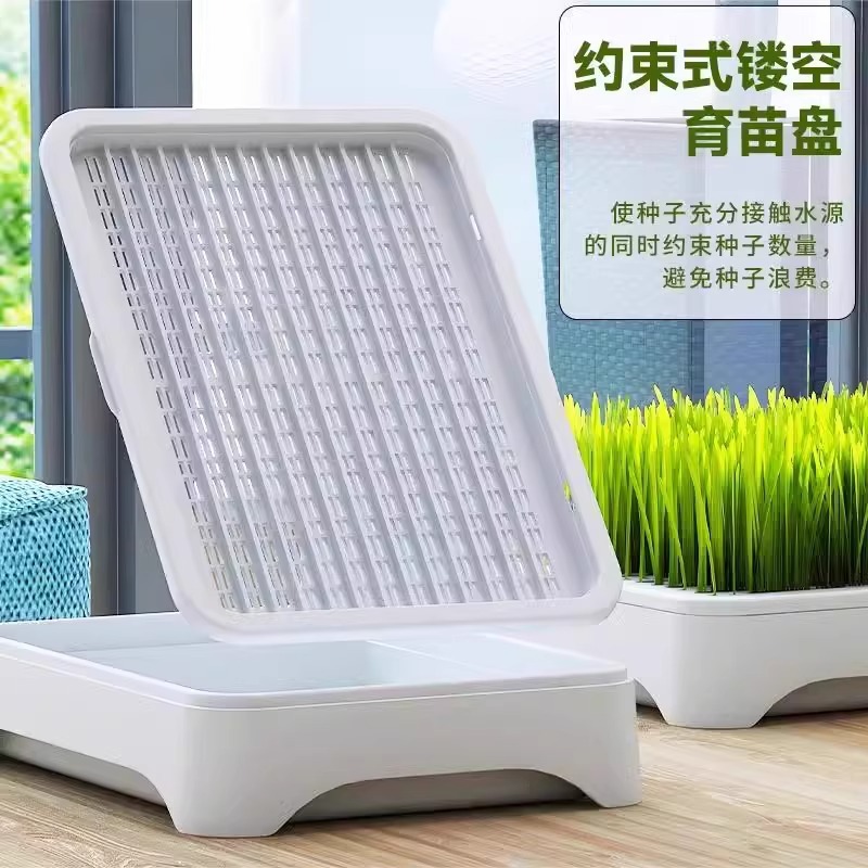 Planta en maceta de hierba para gatos hidropónica sin suelo