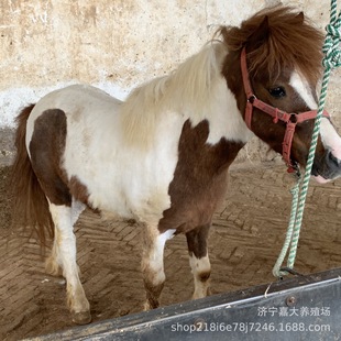 �O���m���R���w�T���R �@�־��^�^�p���U�T���R ��ͯ�T�˵±����R