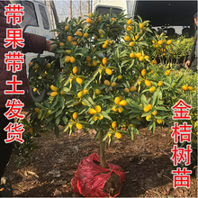 ����������Ԙ����ļ�����ʳ��С��������Ƥ������ؔ���҃�ֲ��