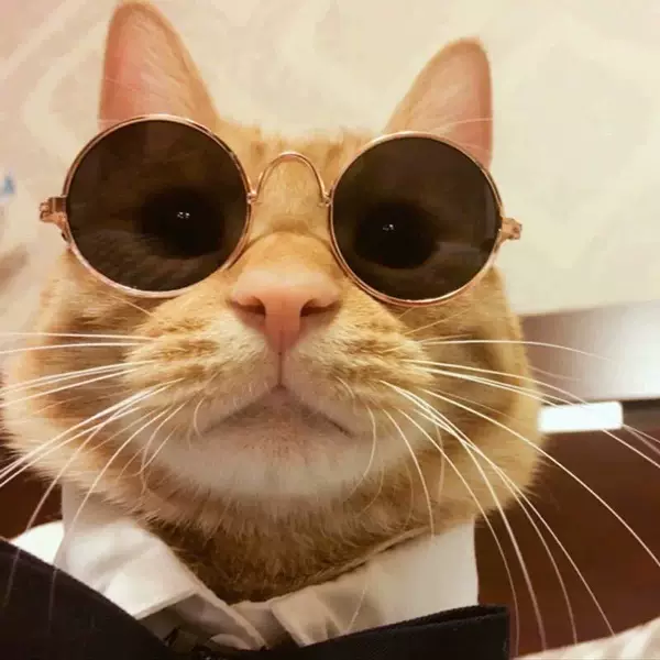 Factory direct dog cat pet glasses creative trend toy sunglasses super cute accessories mini