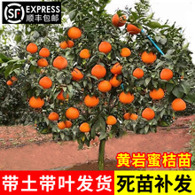 �S�ҟo���۽��� �޽ӽ��Ә��� ������ �S���۽۹����箔��Y����