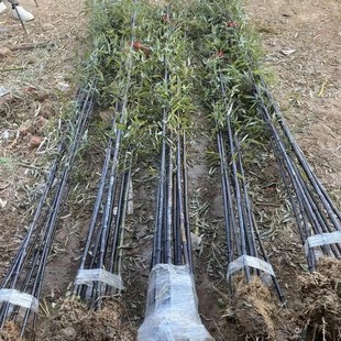 ���������F�����_�h���S����ͥԺ������������԰��������ϸ����