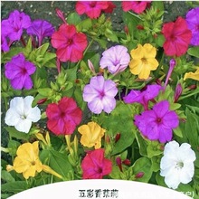 �����򻨷N�Ӵ�ȫ��ɫ���׻����������N��ԭ�b�N�Ӵ�ȫ���l���l