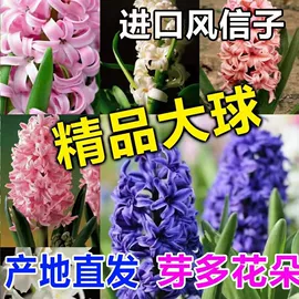 盆栽;种苗;盆景