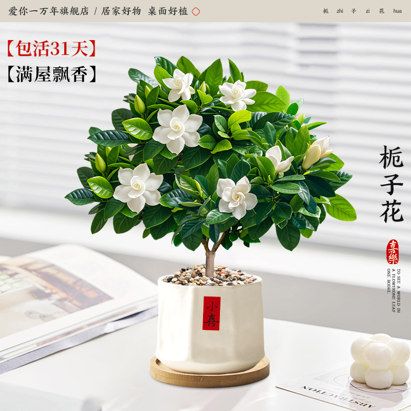 [100% 긍정적 리뷰] 단극 치자나무 + 샤오시 허리 냄비 + 대나무 트레이 (포장석 + 영양액 포함)