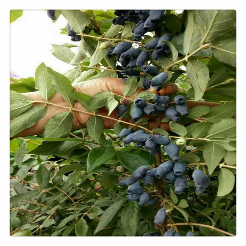 Оптовая подходит для сбора сада Lonicera Edulis Tree Plant Надежное дерево Lonicera Edulis Оптовая база фруктового дерева Рассада текущего года Фрукты